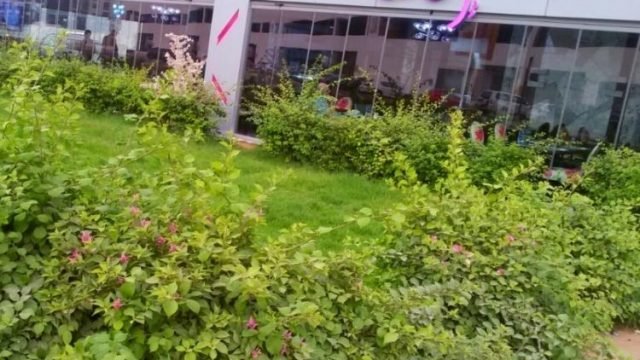 مطعم مي كاس (الأسعار + المنيو + الموقع )